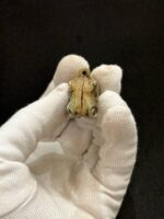 Taweret Limestone Pendant Figurine