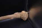 Tutankhamun Was Scepter Replica