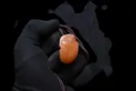 Egyptian Scarab Necklace Orange Agate